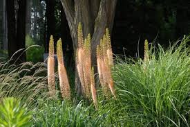 Image result for Steppenkerze