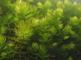 「金魚藻」的圖片搜尋結果