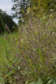 Attēlu rezultāti vaicājumam “Odontites vulgaris flower”