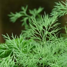 Image result for Dill