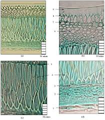 Attēlu rezultāti vaicājumam “Silybum marianum fruit”