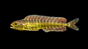 Image result for Coryphaena hippurus