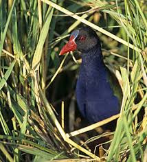 Image result for Porphyrio alleni