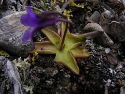 Attēlu rezultāti vaicājumam “Pinguicula vulgaris fruit”