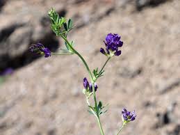 Attēlu rezultāti vaicājumam “Medicago sativa subsp. sativa”