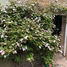 Attēlu rezultāti vaicājumam “Actinidia kolomikta”