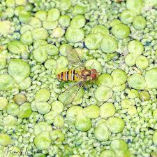 Attēlu rezultāti vaicājumam “Episyrphus balteatus”