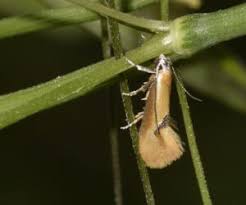 Attēlu rezultāti vaicājumam “Oecophoridae”
