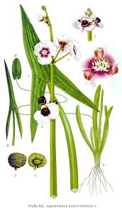Attēlu rezultāti vaicājumam “Sagittaria sagittifolia”