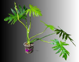 Attēlu rezultāti vaicājumam “Diderma radiatum young”