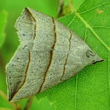 Attēlu rezultāti vaicājumam “Colobochyla salicalis”