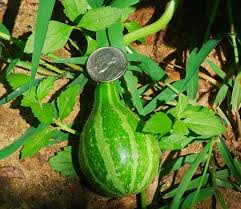 Attēlu rezultāti vaicājumam “Cucurbita pepo fruit”