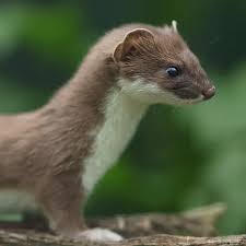 Attēlu rezultāti vaicājumam “Mustela erminea adult”