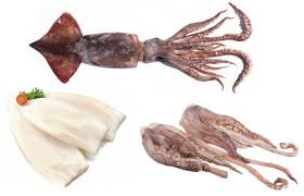 Image result for Dosidicus gigas