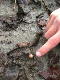 Attēlu rezultāti vaicājumam “Tussilago farfara bud”