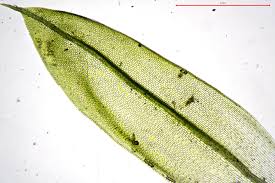 Attēlu rezultāti vaicājumam “Acaulon muticum”