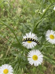 Attēlu rezultāti vaicājumam “Acronicta alni larva”