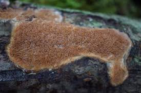 Attēlu rezultāti vaicājumam “Ceriporiopsis resinascens”