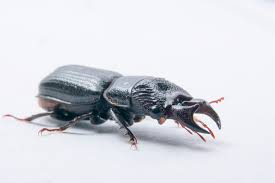 Attēlu rezultāti vaicājumam “Ceruchus chrysomelinus”