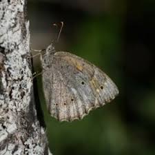 Attēlu rezultāti vaicājumam “Limenitis camilla underside”