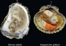 Attēlu rezultāti vaicājumam “Physarum bivalve sessile”