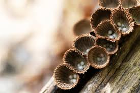 Attēlu rezultāti vaicājumam “Cyathus striatus”