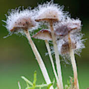 Attēlu rezultāti vaicājumam “Spinellus fusiger”