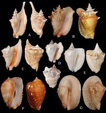 Image result for Aliger gigas