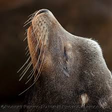 Image result for Zalophus californianus