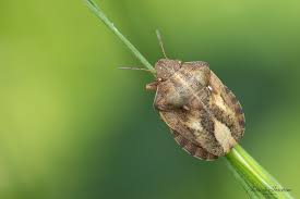 Attēlu rezultāti vaicājumam “Eurygaster testudinaria nymph”