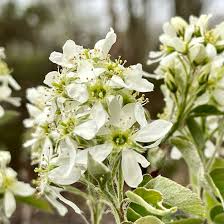 Attēlu rezultāti vaicājumam “Amelanchier canadensis”