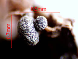 Attēlu rezultāti vaicājumam “Physarum bryocorticola macro”