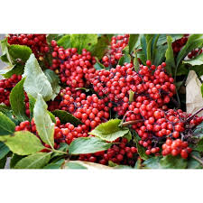 Attēlu rezultāti vaicājumam “Sambucus racemosa fruit”