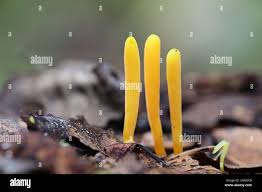 Attēlu rezultāti vaicājumam “Clavulinopsis helvola”