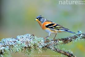 Attēlu rezultāti vaicājumam “Fringilla montifringilla”