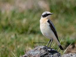 Attēlu rezultāti vaicājumam “Oenanthe oenanthe male”