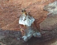 Attēlu rezultāti vaicājumam “Acleris laterana”