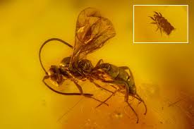 Attēlu rezultāti vaicājumam “Hymenoptera”