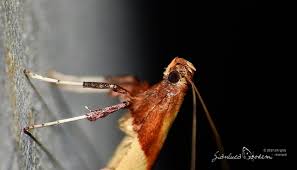 Attēlu rezultāti vaicājumam “Caloptilia stigmatella”