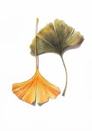Attēlu rezultāti vaicājumam “Ginkgo biloba leaf”