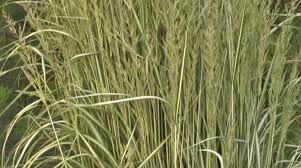 Attēlu rezultāti vaicājumam “Calamagrostis canescens leaf”