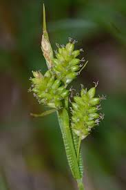Attēlu rezultāti vaicājumam “Carex pallescens”