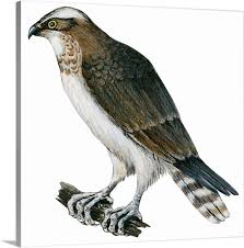 Image result for Pandion haliaetus