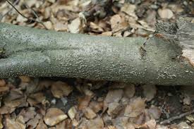 Attēlu rezultāti vaicājumam “Diatrype disciformis”