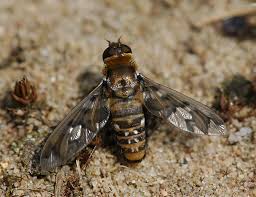 Attēlu rezultāti vaicājumam “Exoprosopa capucina”