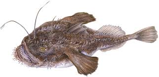 Image result for Lophius americanus