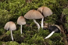 Attēlu rezultāti vaicājumam “Coprinus micaceus”