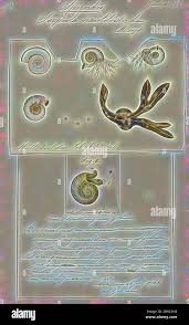 Attēlu rezultāti vaicājumam “Didymium serpula young”