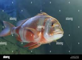 Image result for Polysteganus undulosus