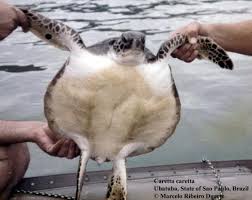 Image result for Caretta caretta